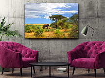 obraz divočina safari slony